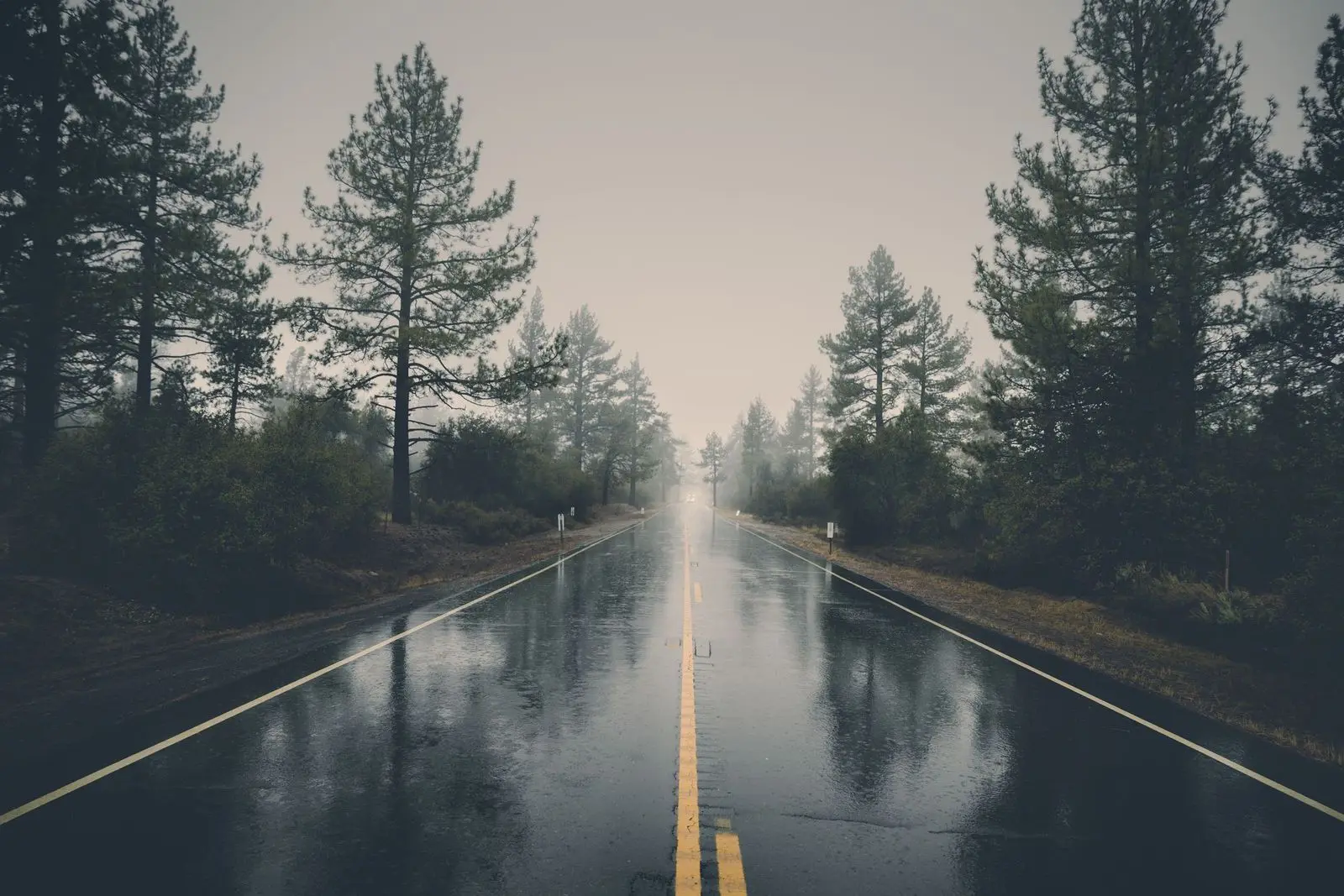 A wet two-lane road through pine trees, used as an illustration of rain rather than as a Bulgarian pass.